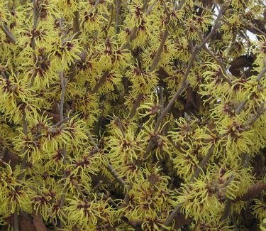 Hamamelis x intermedia Primavera - Witchhazel