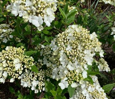 Viburnum x Nantucket