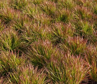 Sisyrinchium angustifolium Suwannee
