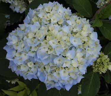 Hydrangea macrophylla Endless Summer�