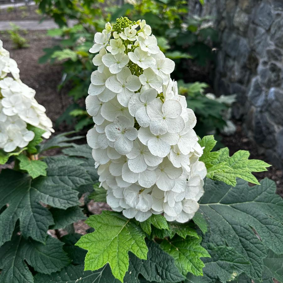 Hydrangea quercifolia 'Queen of Hearts' - Oakleaf Hydrangea from Pleasant Run Nursery