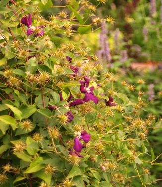 Clematis viticella Madame Julia Correvon