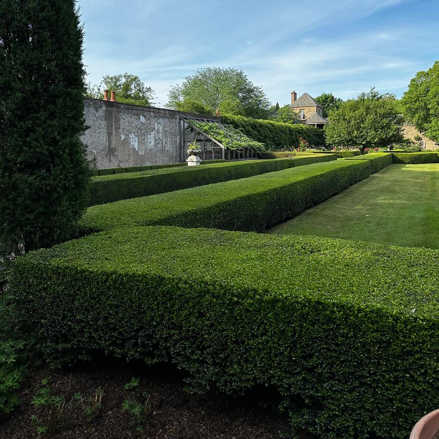 Ilex crenata 'Green Lustre' - Japanese Holly from Pleasant Run Nursery (@ Andalusia)