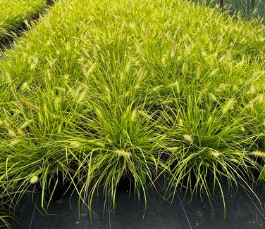 Pennisetum alopecuroides Lumen Gold™