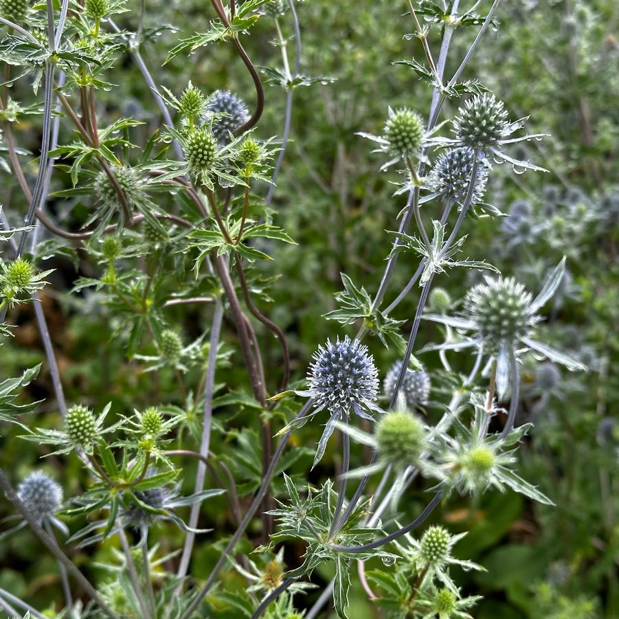 Eryngium planum 'Blue Cap' - Sea Holly from Pleasant Run Nursery
