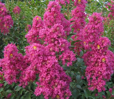 Lagerstroemia x Tonto