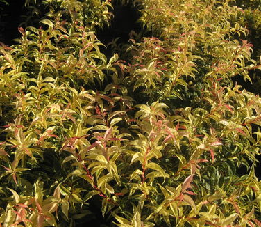 Leucothoe fontanesiana Rainbow - Dog-hobble