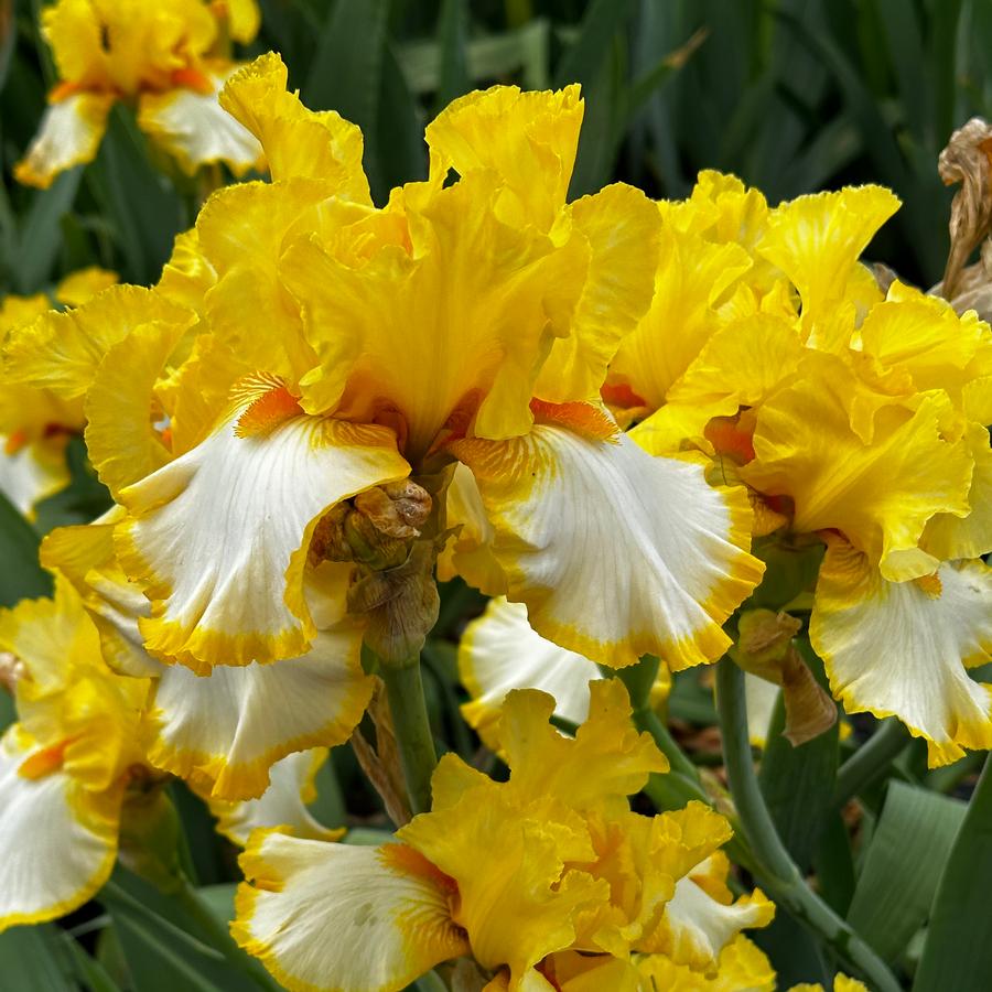Iris germanica 'Fringe of Gold' - German Bearded Iris from Pleasant Run Nursery