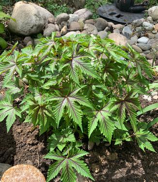 Filipendula x 'Red Umbrella' - Meadowsweet from Pleasant Run Nursery