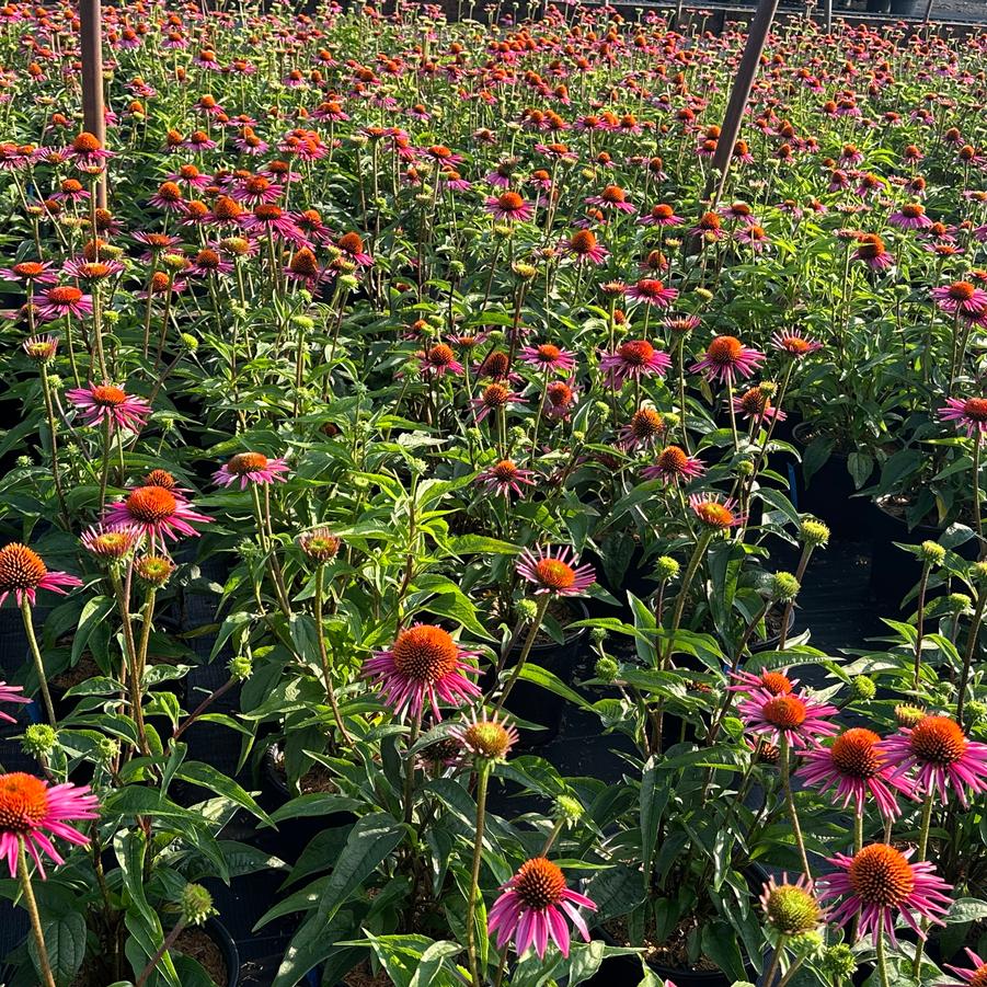 Echinacea purpurea 'Pica Bella' - Coneflower from Pleasant Run Nursery