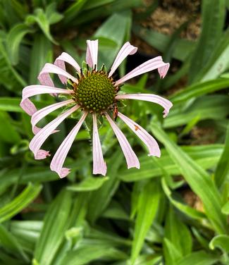 Echinacea simulata - Coneflower from Pleasant Run Nursery