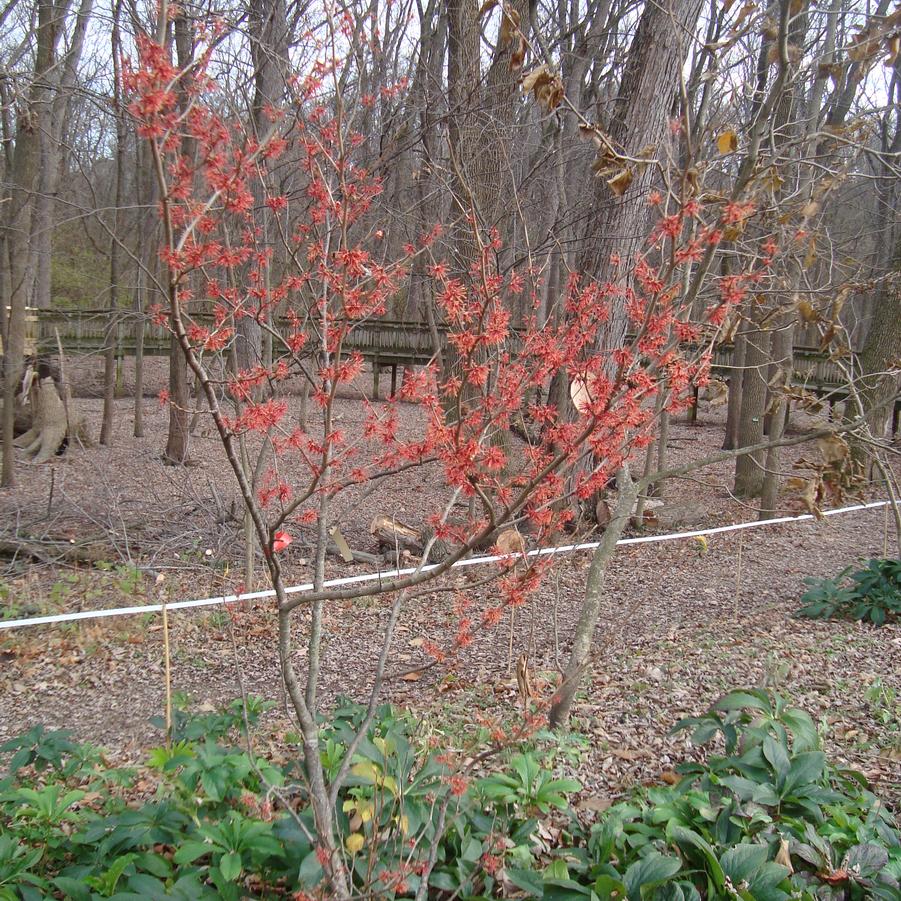 Hamamelis x 'Beholden' - Photo: Ron Schilb