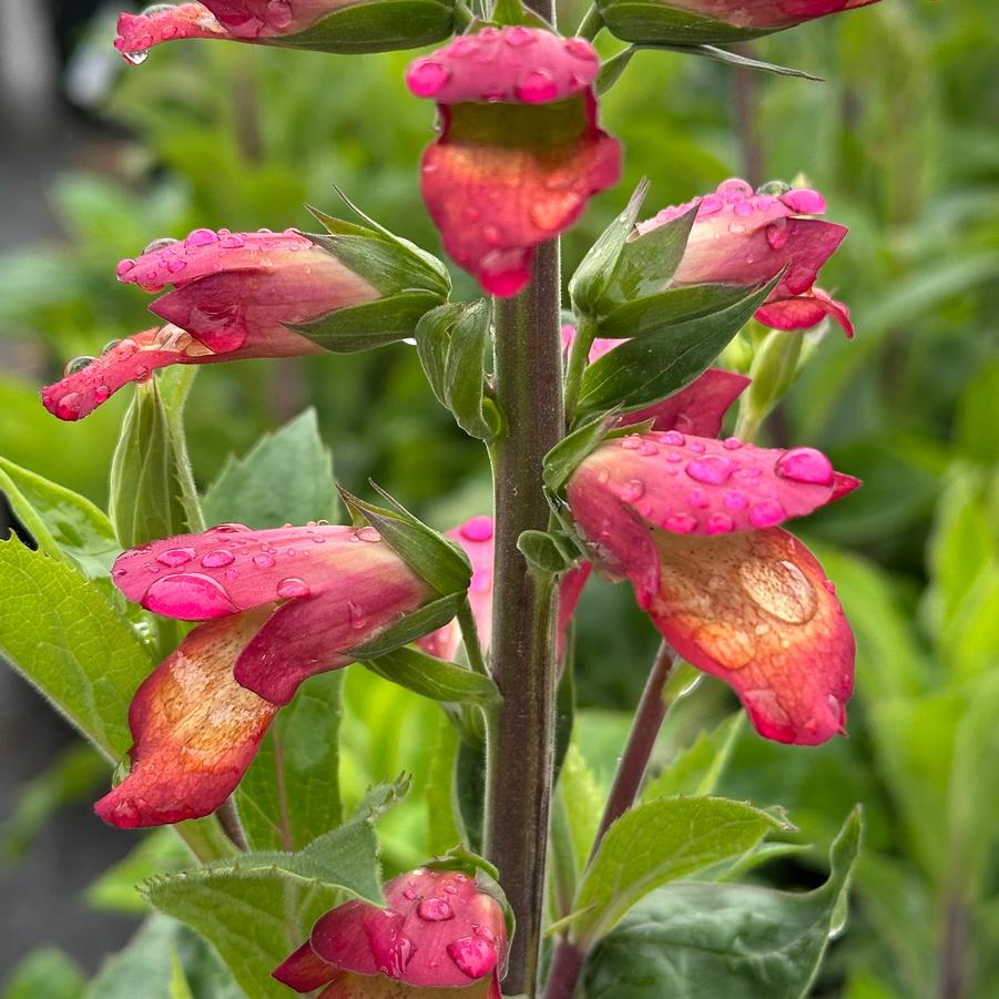 x Digiplexis ILLUMINATION® 'Flame' - Digiplexis (foxglove hybrid) from Pleasant Run Nursery
