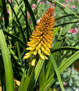 Kniphofia x Pyromania® 'Hot and Cold' - Red Hot Poker from Pleasant Run Nursery