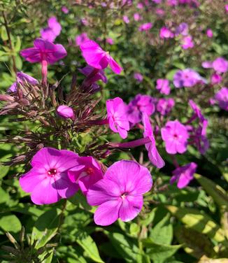 Phlox paniculata 'Cover Girl' - Garden Phlox from Pleasant Run Nursery