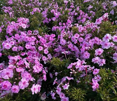 Phlox paniculata 'Uptown Girl' - Garden Phlox from Pleasant Run Nursery