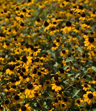 Rudbeckia triloba - Brown-Eyed Susan from Pleasant Run Nursery