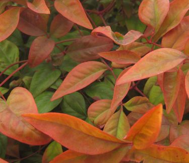 Nandina domestica 'Fire Power' - Heavenly Bamboo (Fall color)