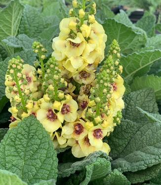 Verbascum x 'Dark Eyes' - Mullein from Pleasant Run Nursery