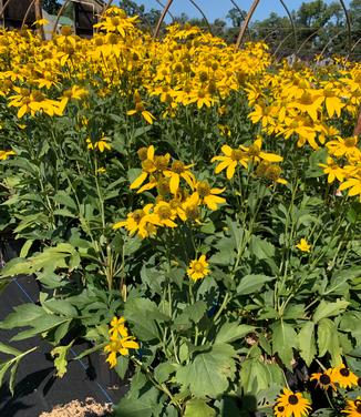 Rudbeckia laciniata Autumn Sun - Coneflower from Pleasant Run Nursery