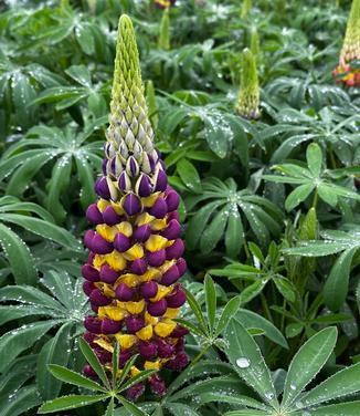 Lupine polyphyllus Westcountry™ 'Manhattan Lights' - Lupine from Pleasant Run Nursery