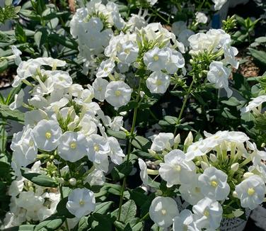 Phlox paniculata 'Luminary Backlight' - Garden Phlox from Pleasant Run Nursery