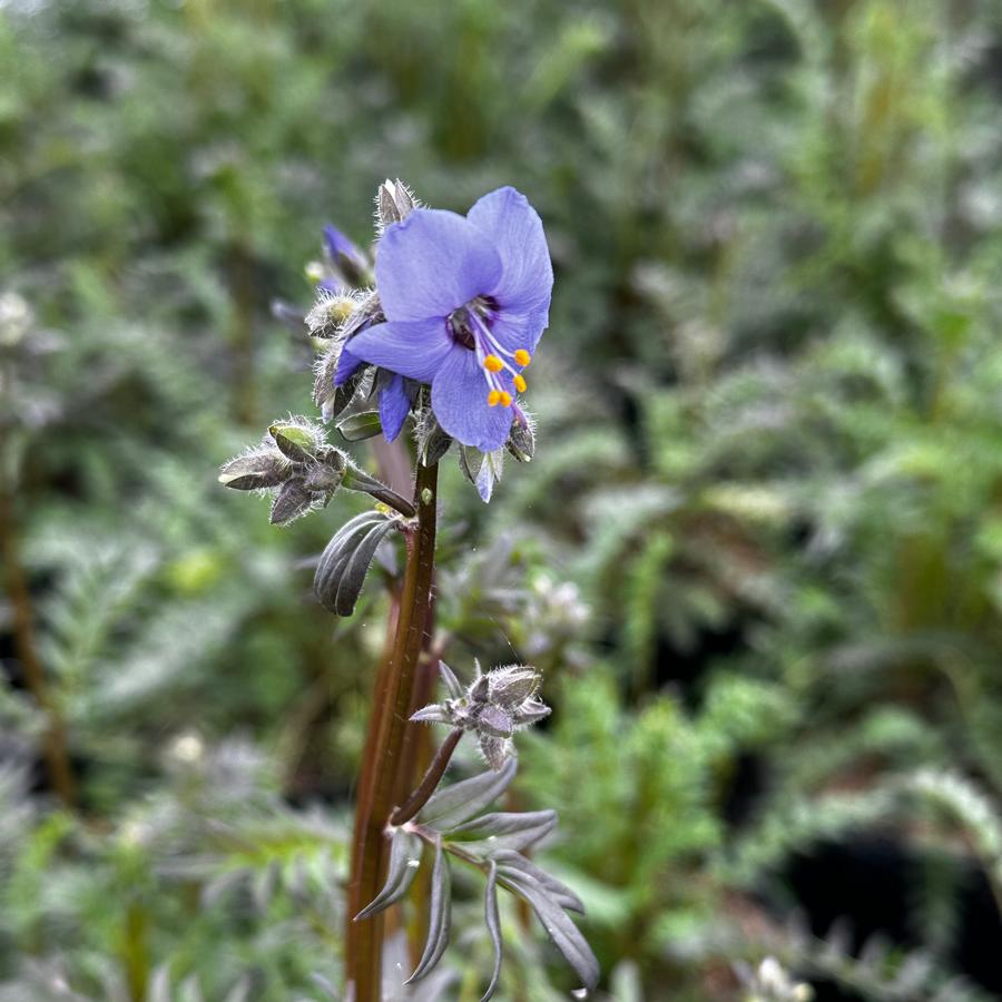 Polemonium yezoense 'Purple Rain' - from Pleasant Run Nursery