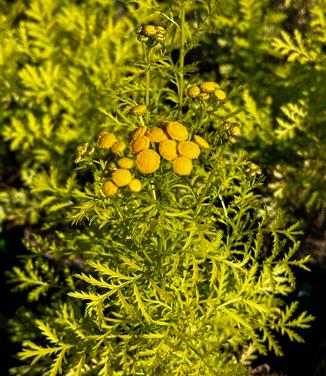 Tanacetum vulgare 'Isla Gold' - Painted Daisy from Pleasant Run Nursery