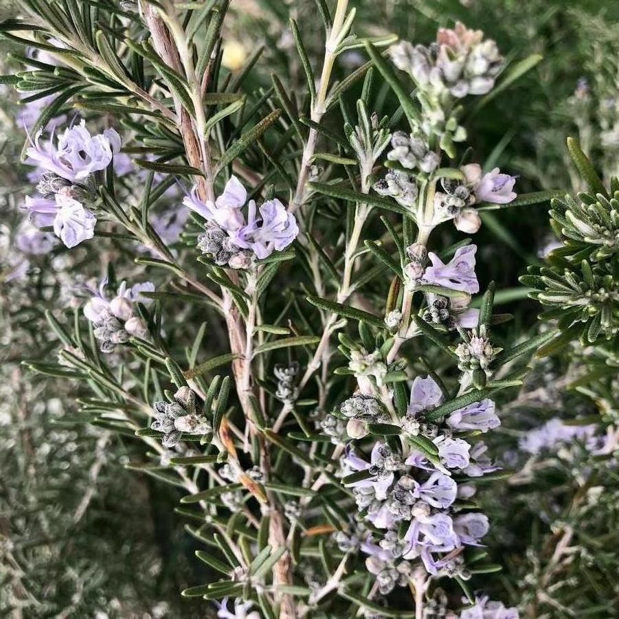 Rosmarinus officinalis 'Arp' - Rosemary from Pleasant Run Nursery