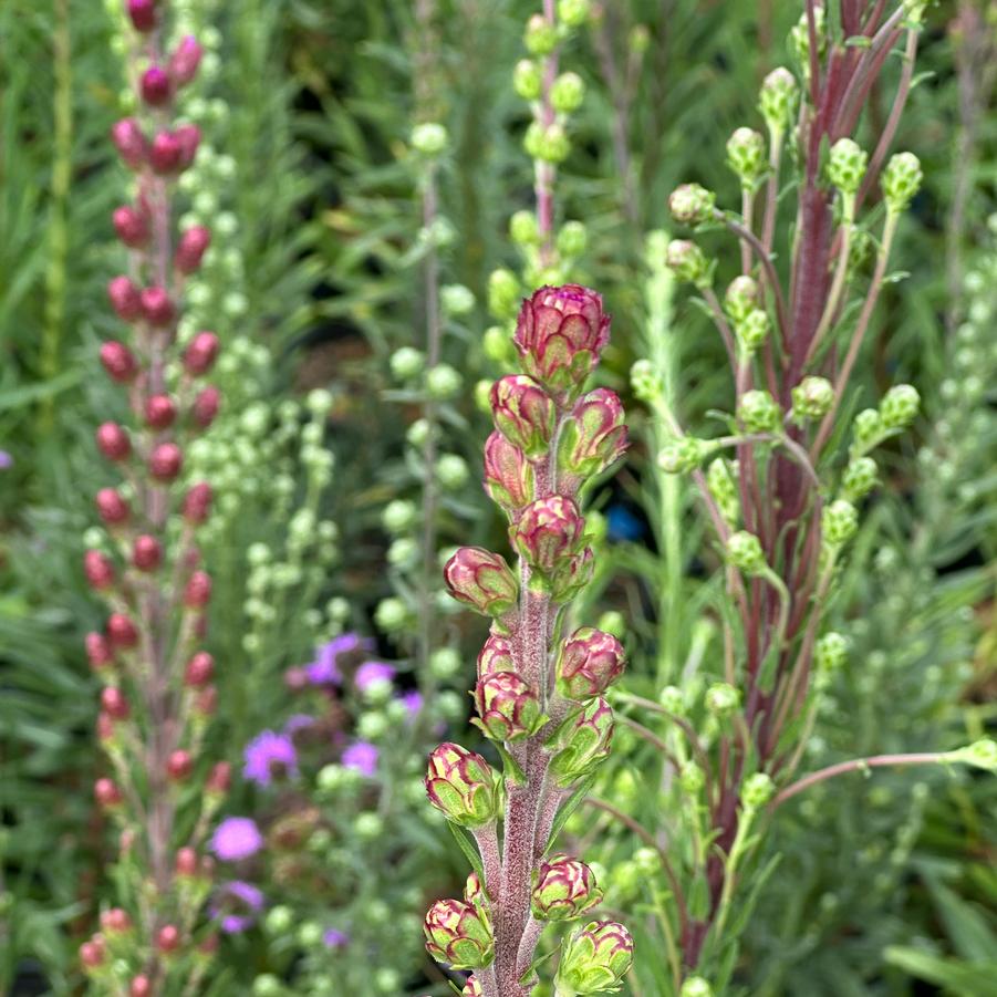 Liatris scariosa - Savanna Blazing Star from Pleasant Run Nursery