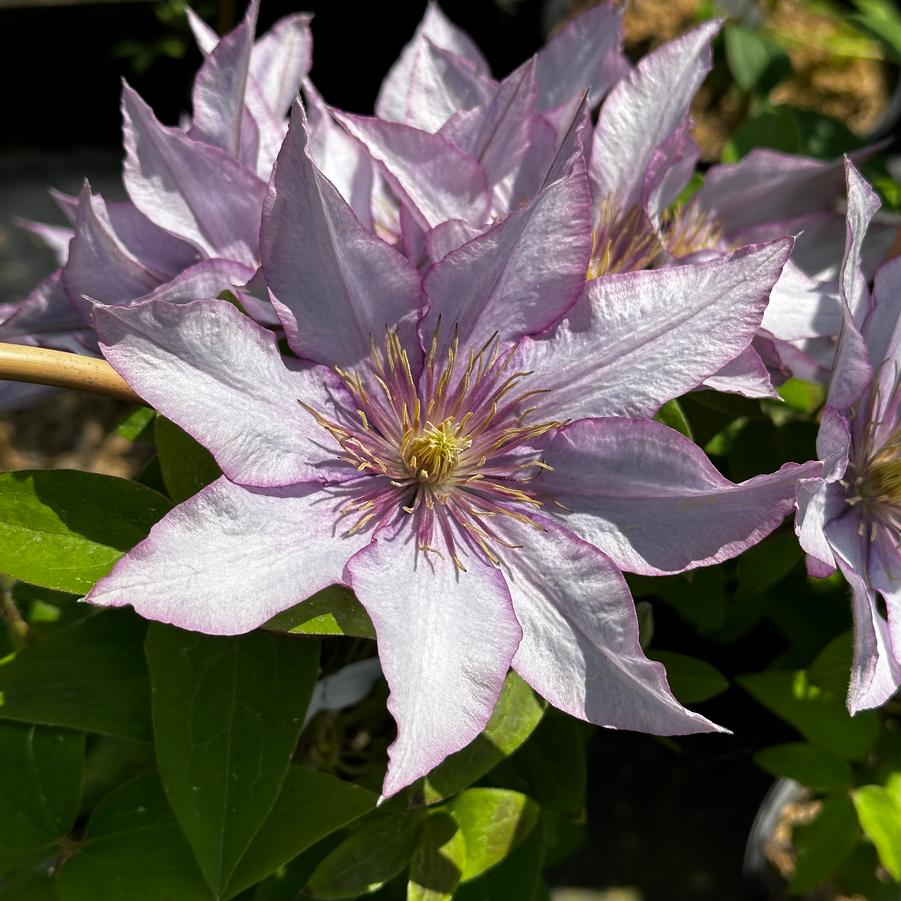 Clematis Samaritan Jo™'- Clematis from Pleasant Run Nursery