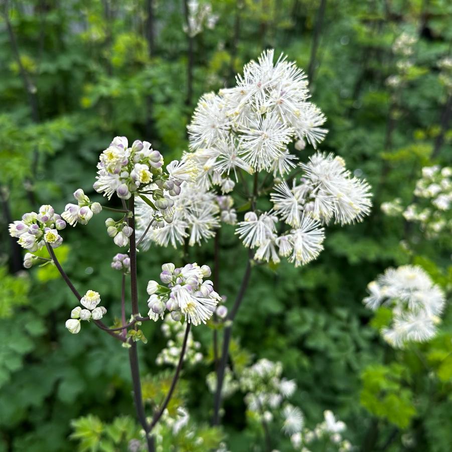 Thalictrum aquilegifolium NIMBUS™ 'White' - Meadow Rue from Pleasant Run Nursery
