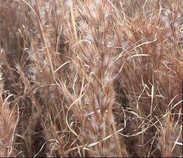 Andropogon glomeratus - Bushy Bluestem from Pleasant Run Nursery