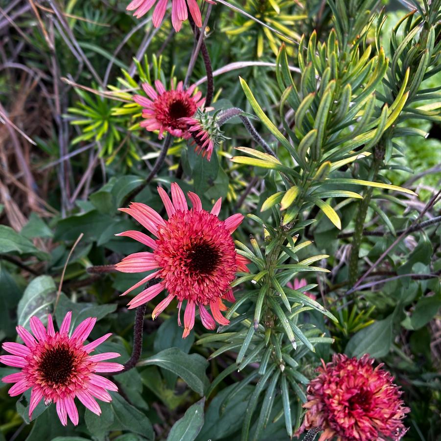 Echinacea purpurea 'Raspberry Truffle' - Coneflower from Pleasant Run Nursery