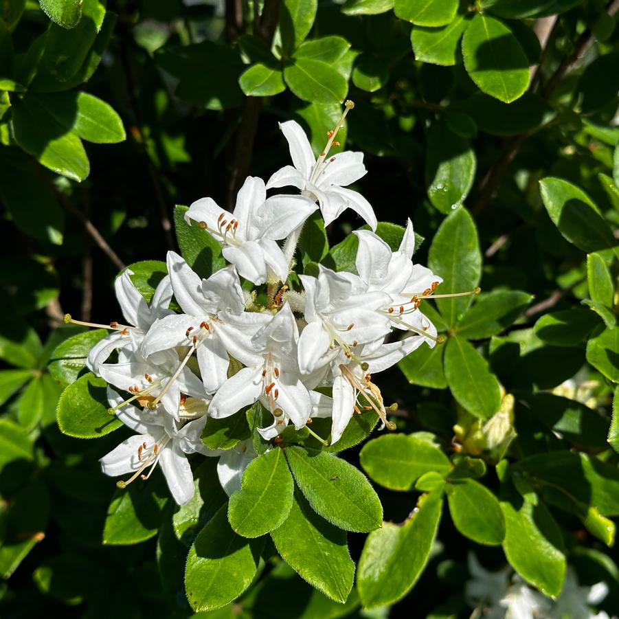 Rhododendron viscosum - Swamp Azalea from Pleasant Run Nursery