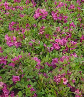 Rhododendron Girard Purple