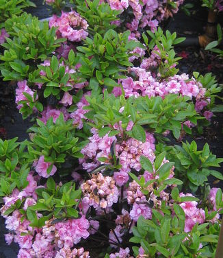 Rhododendron Rosebud