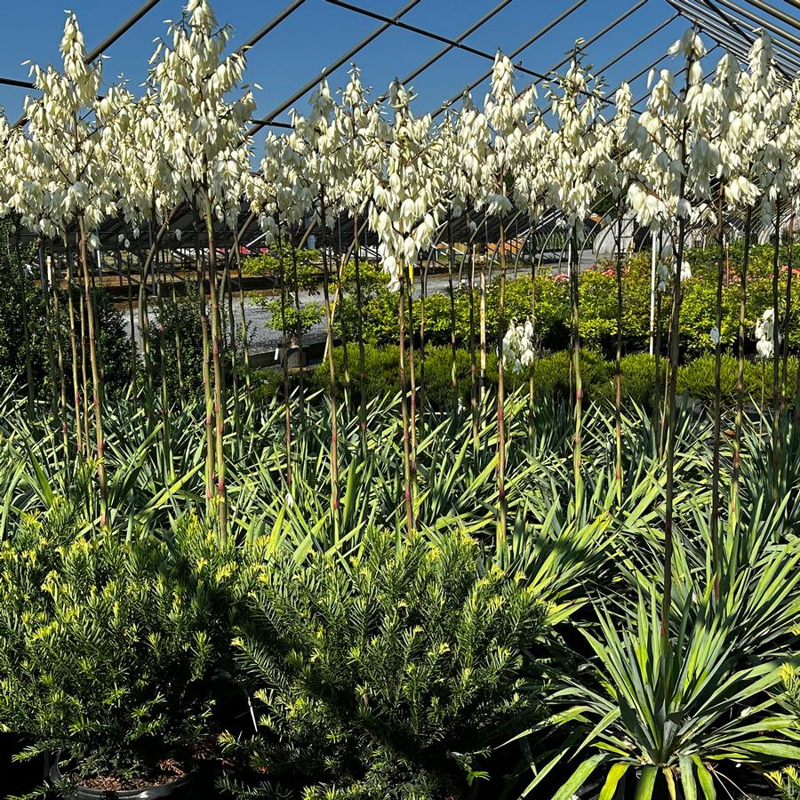 Yucca filamentosa 'Silver Anniversary' - Adam's Needle from Pleasant Run Nursery