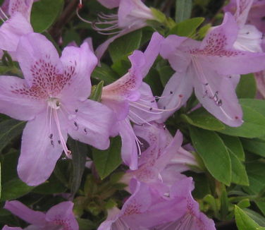Rhododendron yedoense var. poukhanense