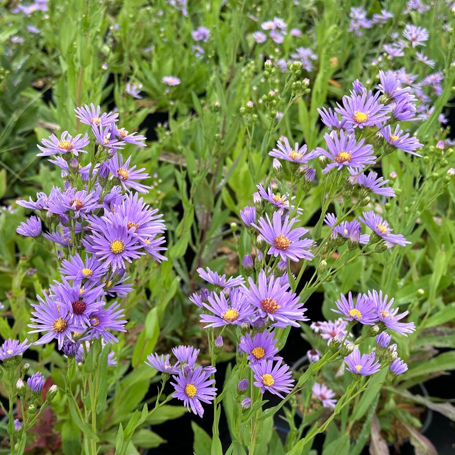 Aster laeve - Smooth Aster from Pleasant Run Nursery