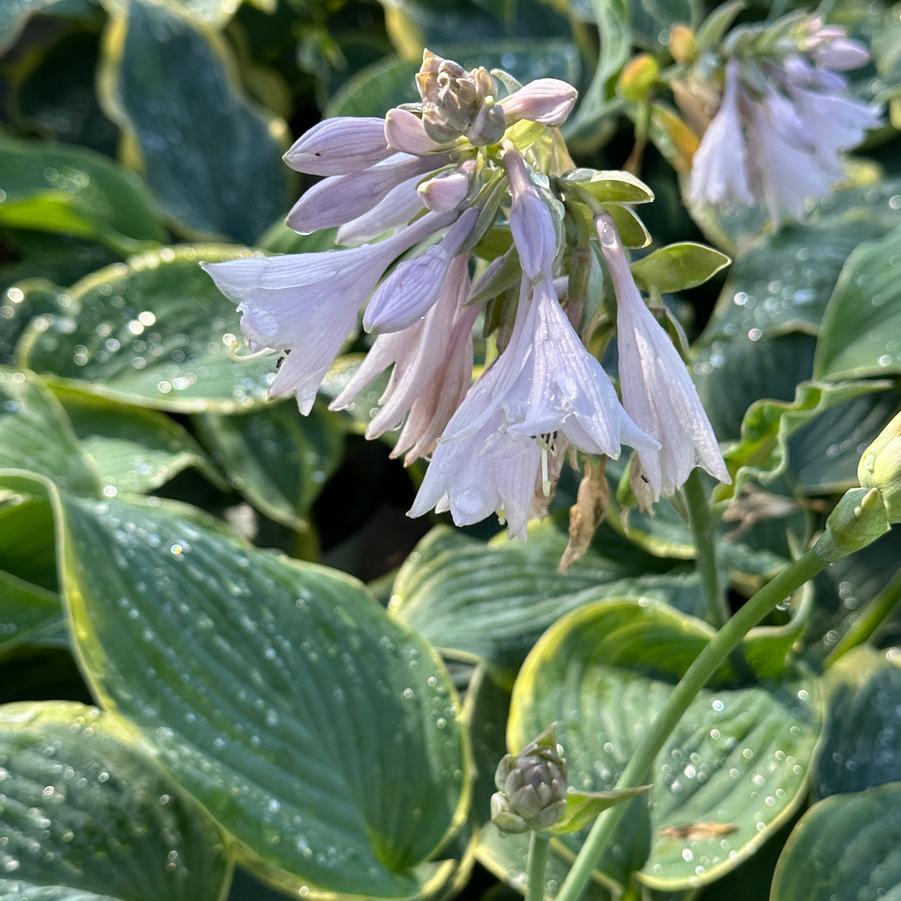 Hosta 'Gigantosaurus' - Plantain Lily from Pleasant Run Nursery