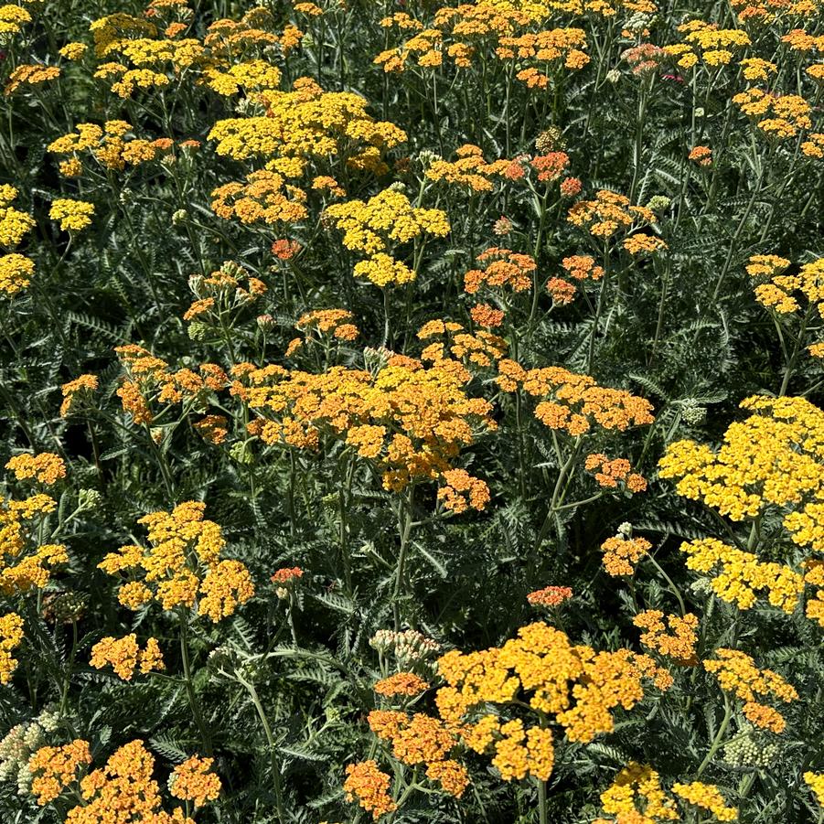 Achillea millefolium New Vintage™ 'Terracotta' - Yarrow from Pleasant Run Nursery