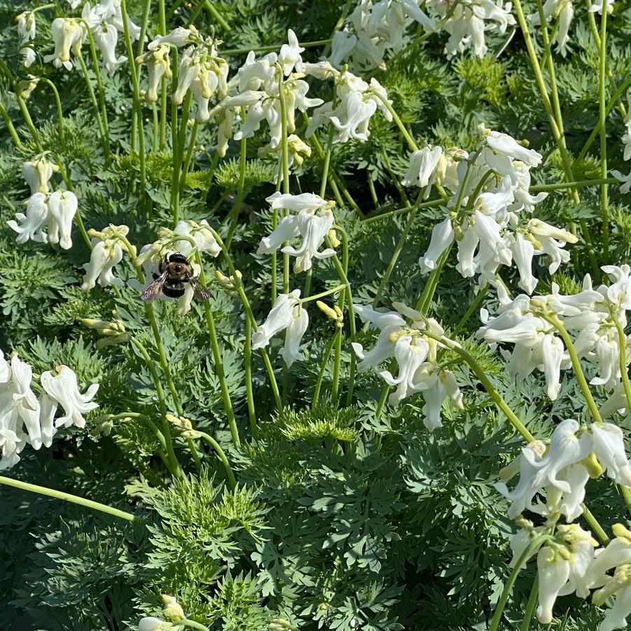 Dicentra x 'White Diamonds' - Fern-leaved Bleeding Heart from Pleasant Run Nursery