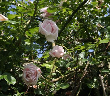 Rosa New Dawn