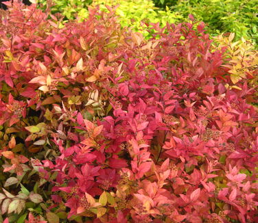 Spiraea japonica Gold Mound