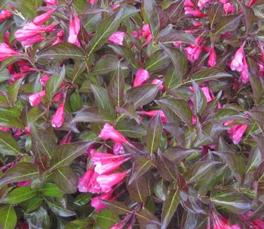Weigela florida Wine & Roses