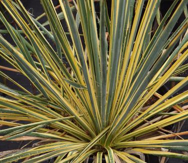 Yucca filamentosa Bright Edge