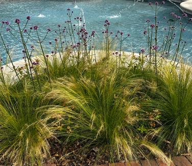 Nassella tenuissima (aka Stipa) at Mt Cuba