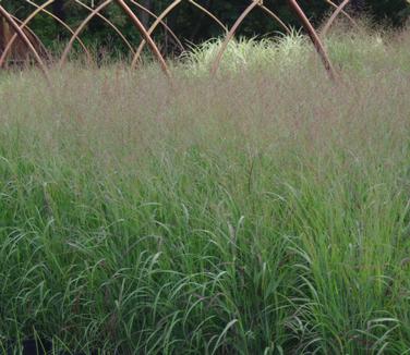 Panicum virgatum Shenandoah