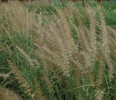 Pennisetum orientale Karley Rose - Oriental Fountain Grass